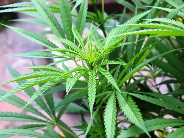 Med Marijuana Magic: Unveiling the Transformative Power of Medical Cannabis